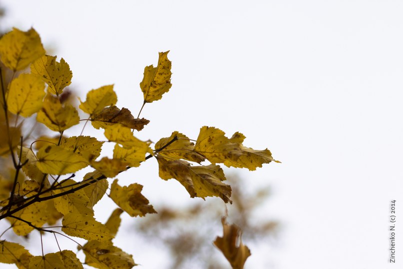 Жёлтый лист осенний, Колибри