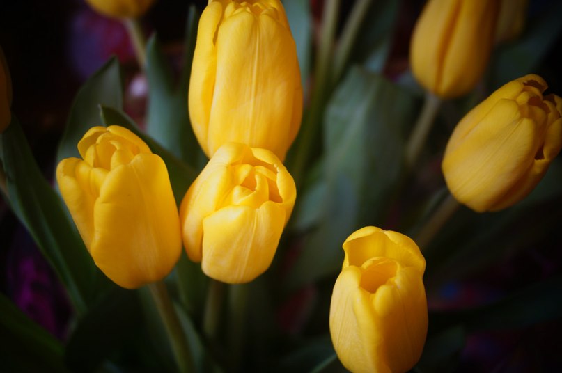 Желтые тюльпаны, Королёва Наташа
